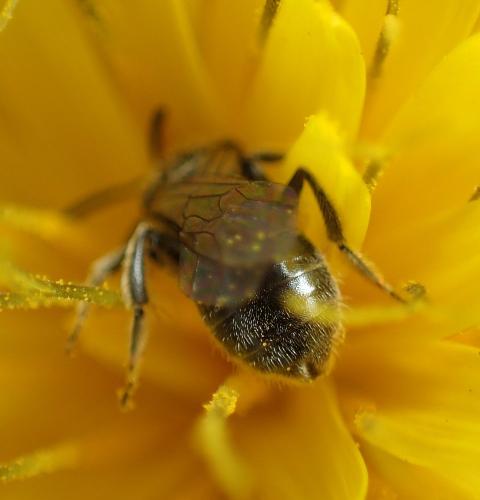 Réf. 245 856 : Lasioglossum sp.